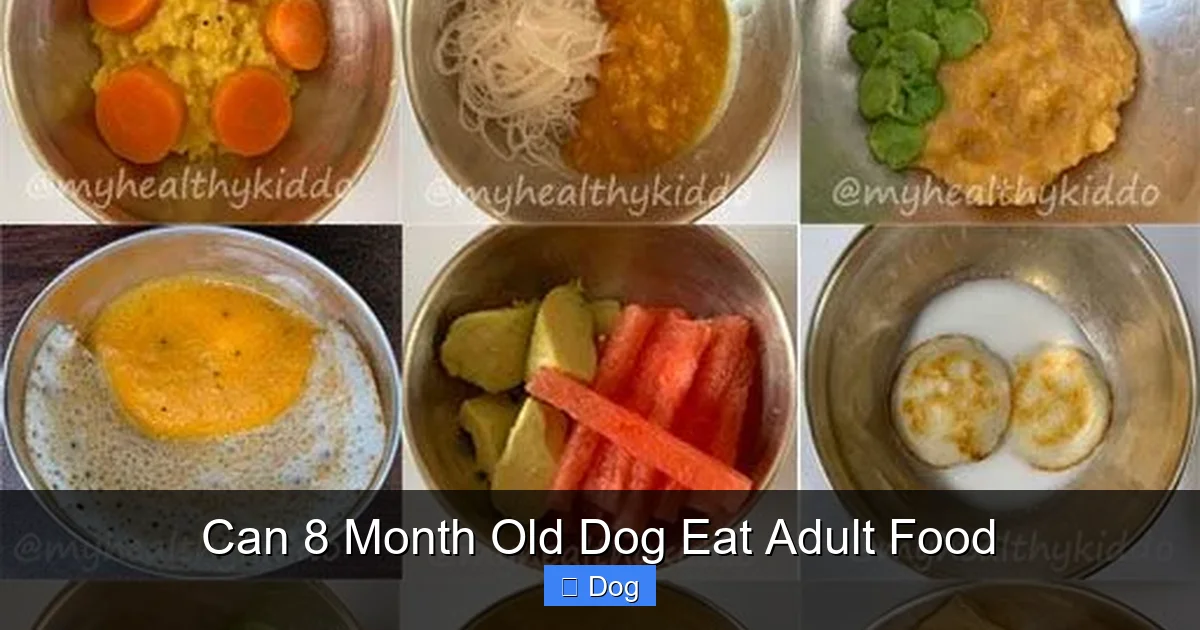 Can 8 Month Old Dog Eat Adult Food