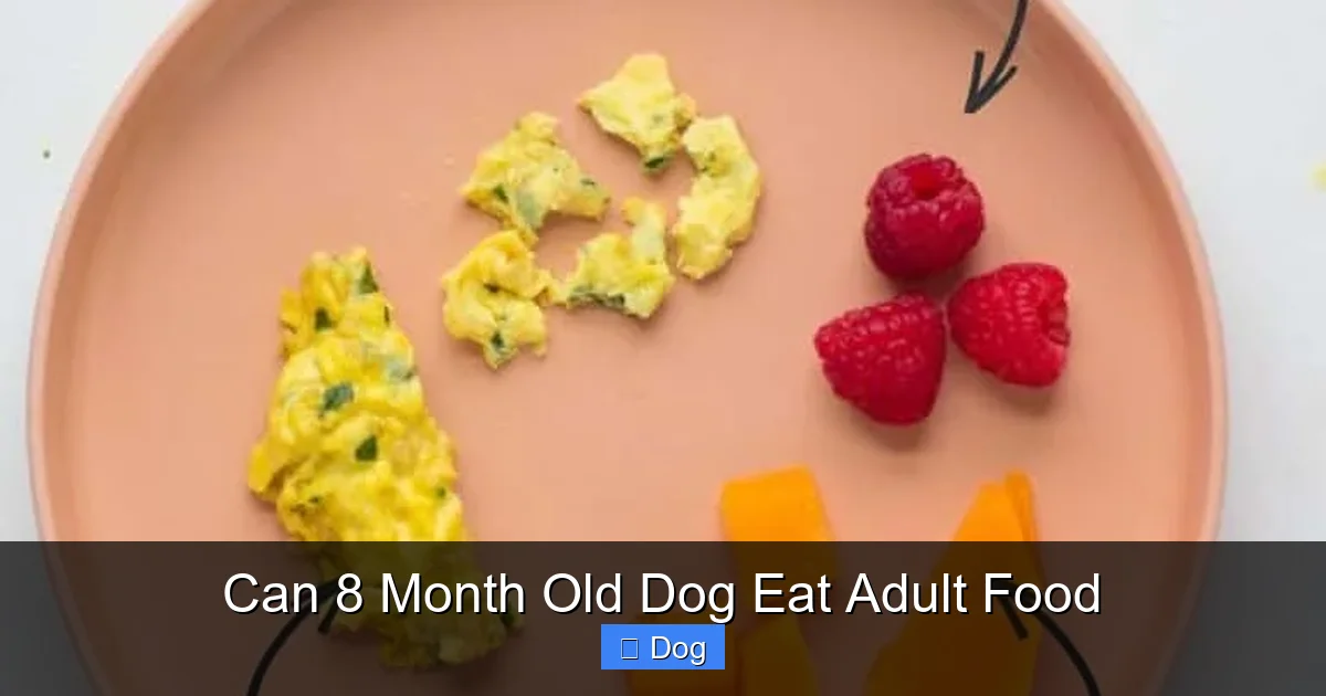 Can 8 Month Old Dog Eat Adult Food