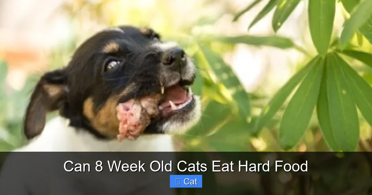 Can 8 Week Old Cats Eat Hard Food