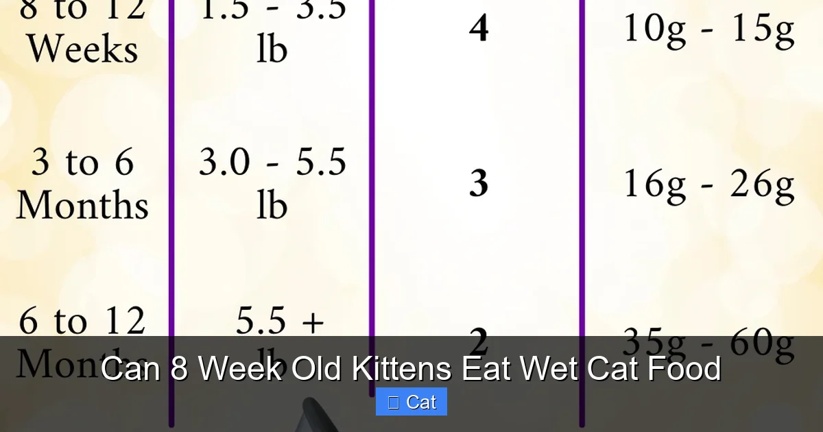 Can 8 Week Old Kittens Eat Wet Cat Food