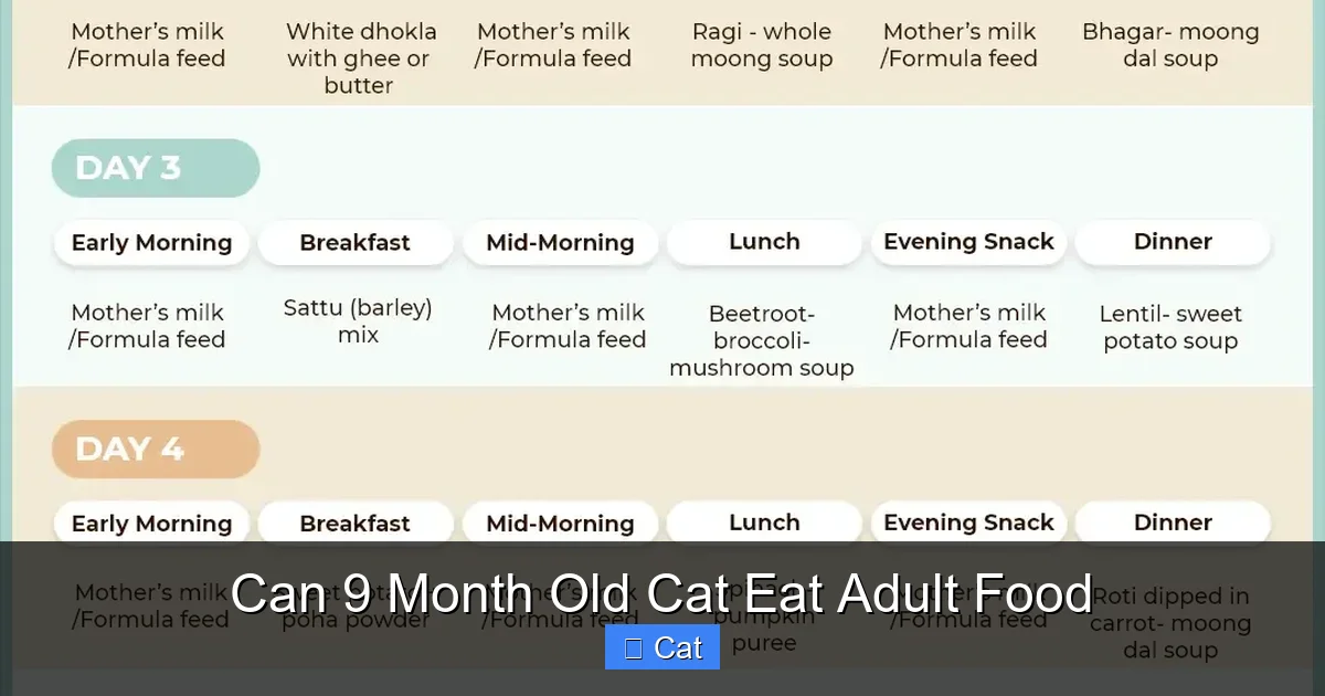 Can 9 Month Old Cat Eat Adult Food