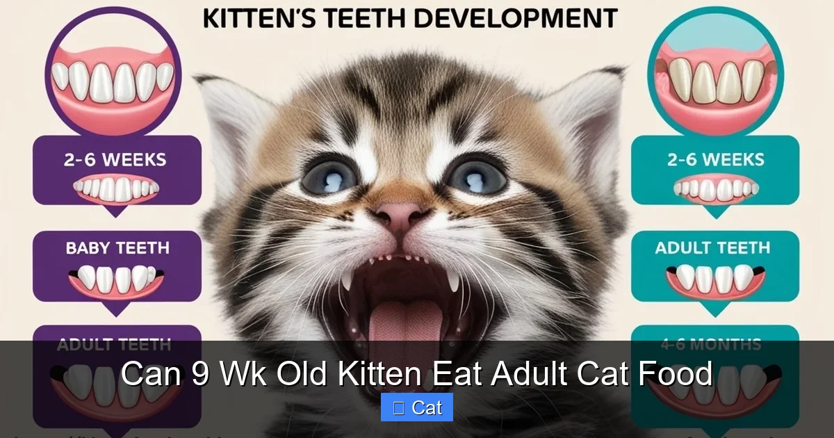 Can 9 Wk Old Kitten Eat Adult Cat Food