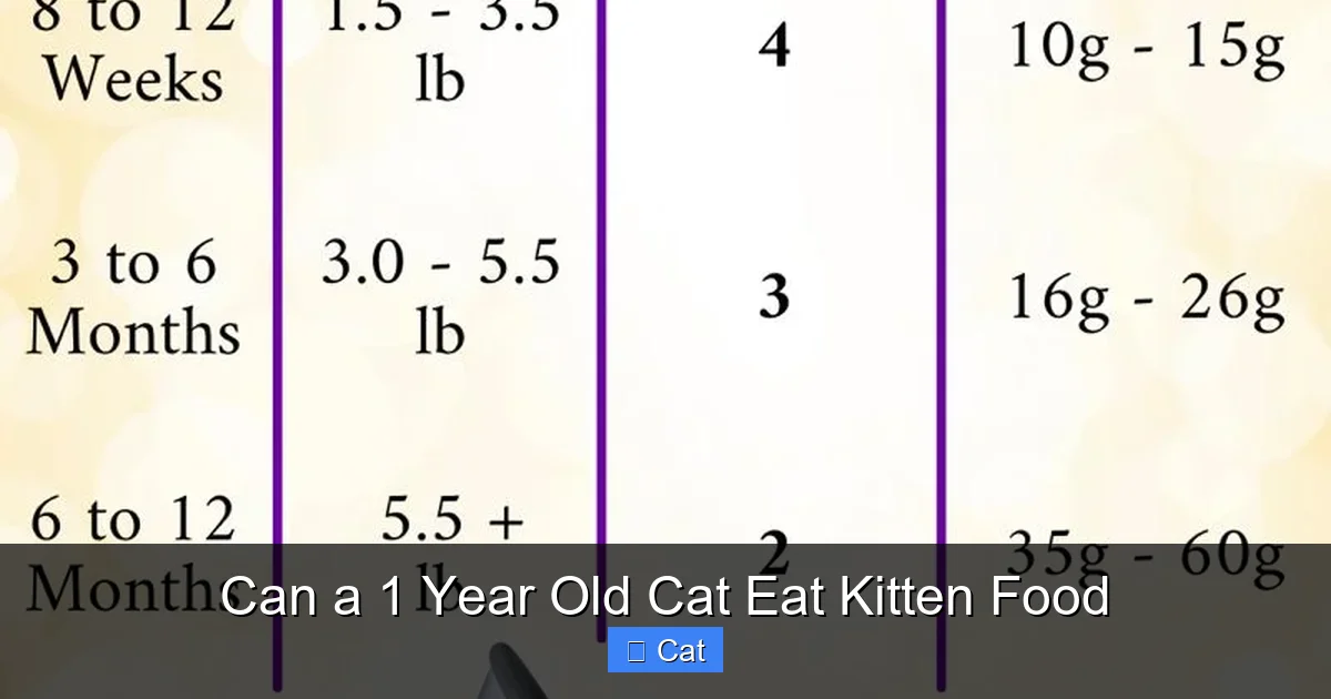 Can a 1 Year Old Cat Eat Kitten Food