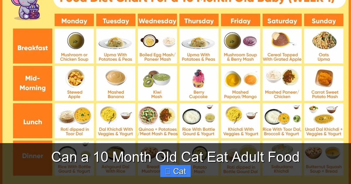 Can a 10 Month Old Cat Eat Adult Food