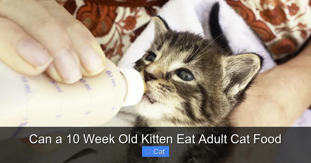Can a 10 Week Old Kitten Eat Adult Cat Food