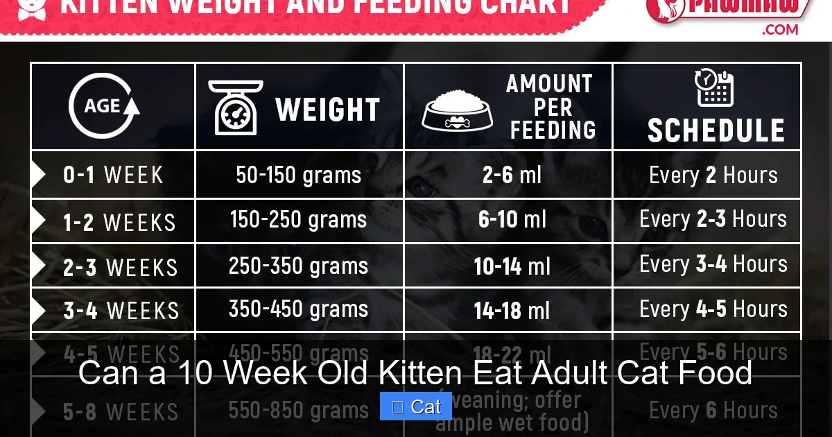 Can a 10 Week Old Kitten Eat Adult Cat Food