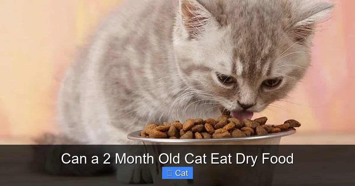 Can a 2 Month Old Cat Eat Dry Food