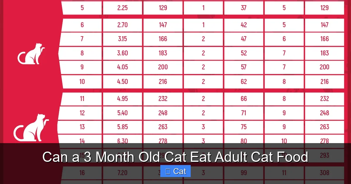Can a 3 Month Old Cat Eat Adult Cat Food