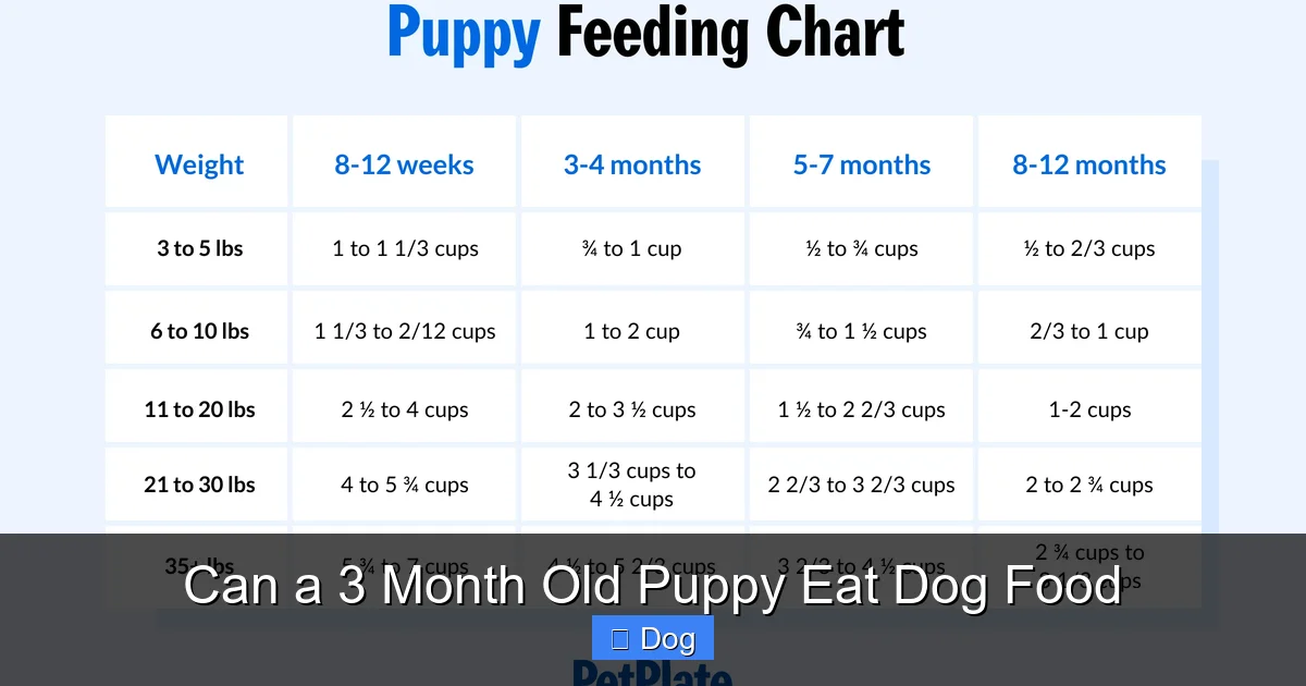 Can a 3 Month Old Puppy Eat Dog Food