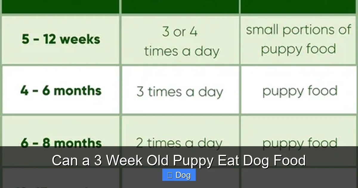 Can a 3 Week Old Puppy Eat Dog Food