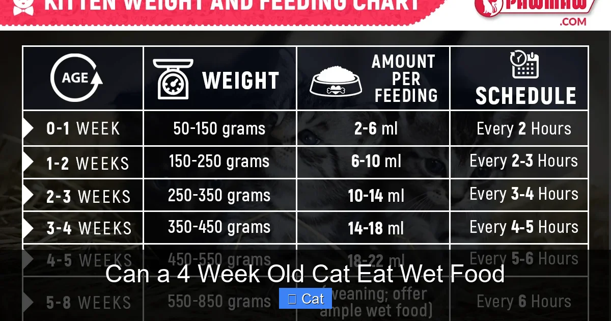 Can a 4 Week Old Cat Eat Wet Food