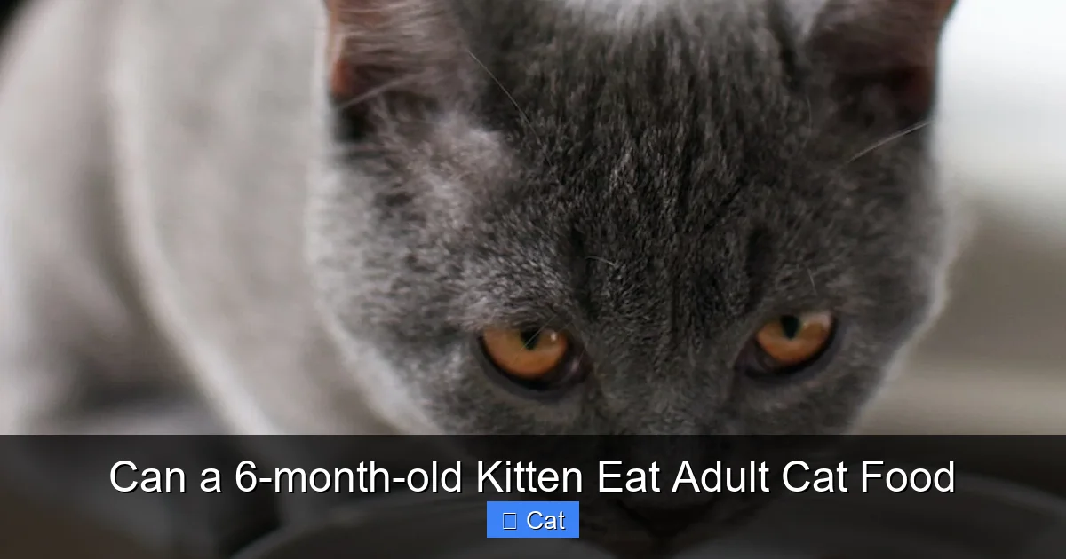 Can a 6-month-old Kitten Eat Adult Cat Food