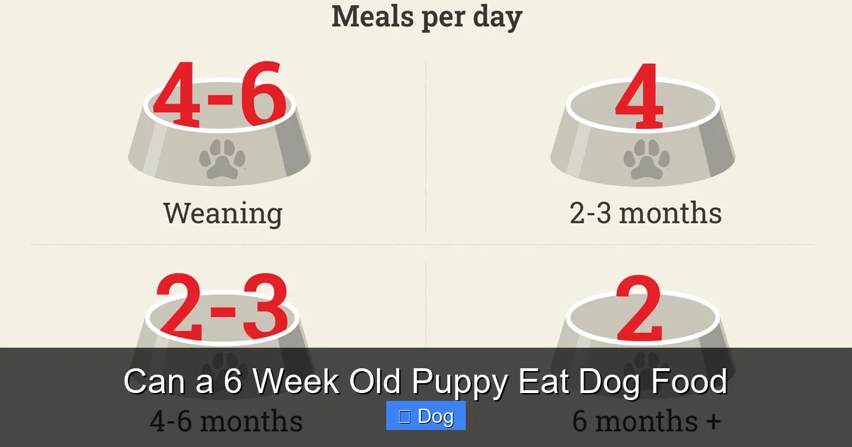 Can a 6 Week Old Puppy Eat Dog Food