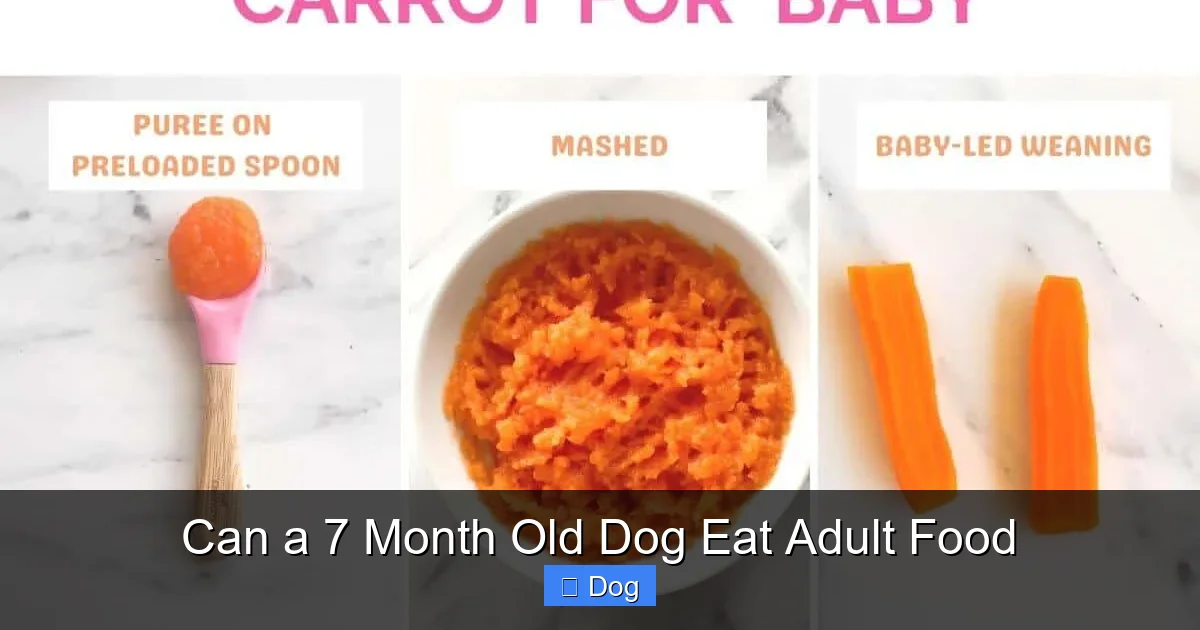 Can a 7 Month Old Dog Eat Adult Food