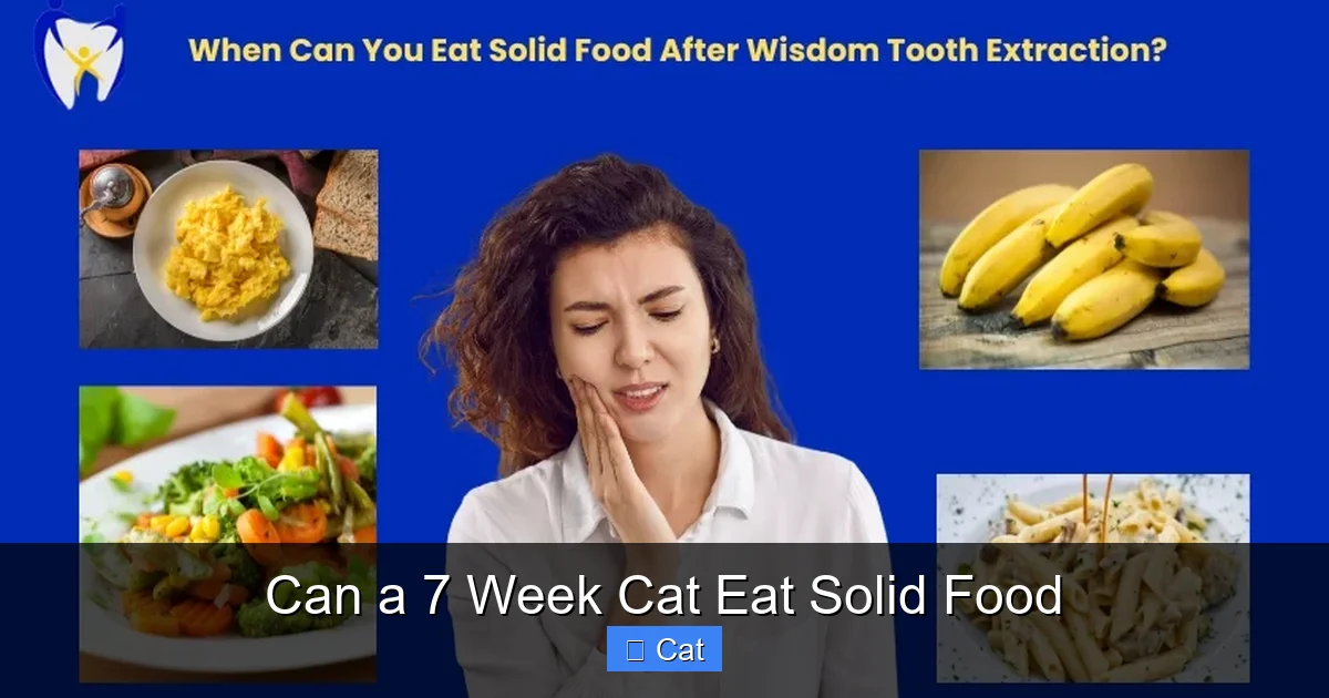 Can a 7 Week Cat Eat Solid Food