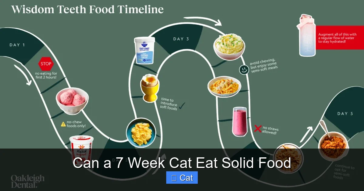 Can a 7 Week Cat Eat Solid Food