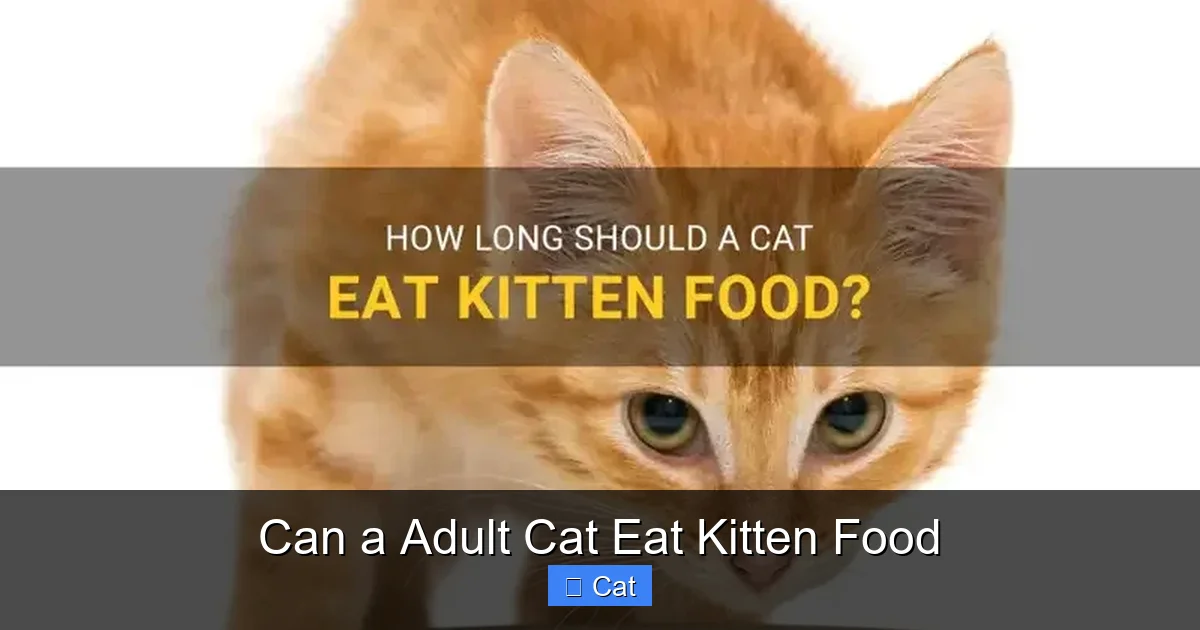 Can a Adult Cat Eat Kitten Food