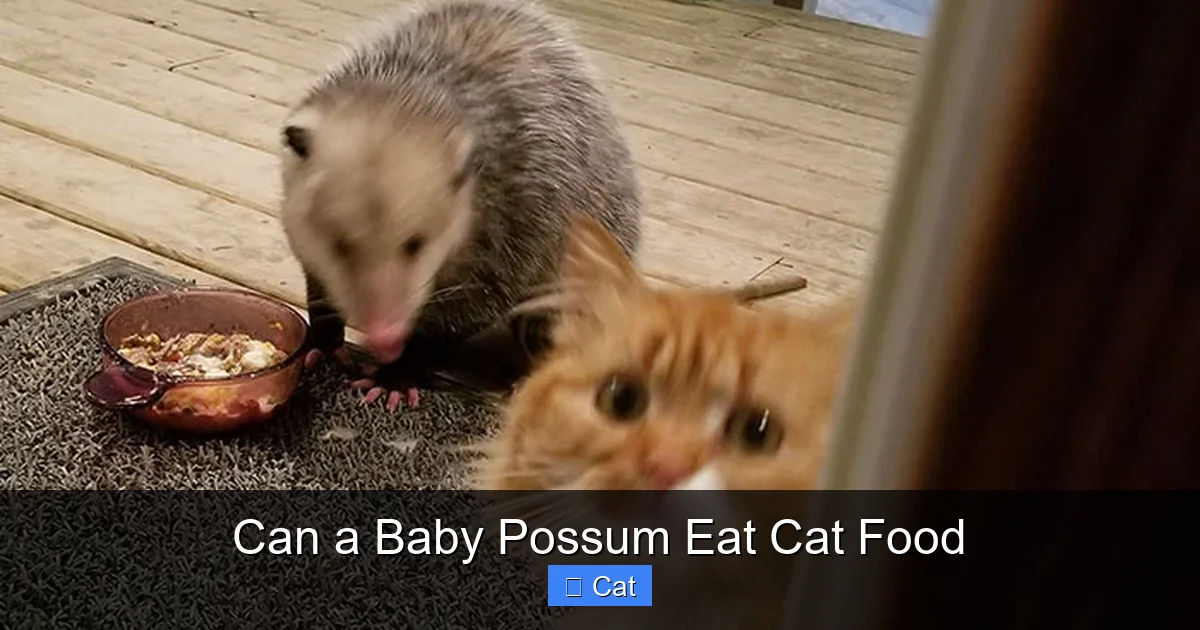 Can a Baby Possum Eat Cat Food