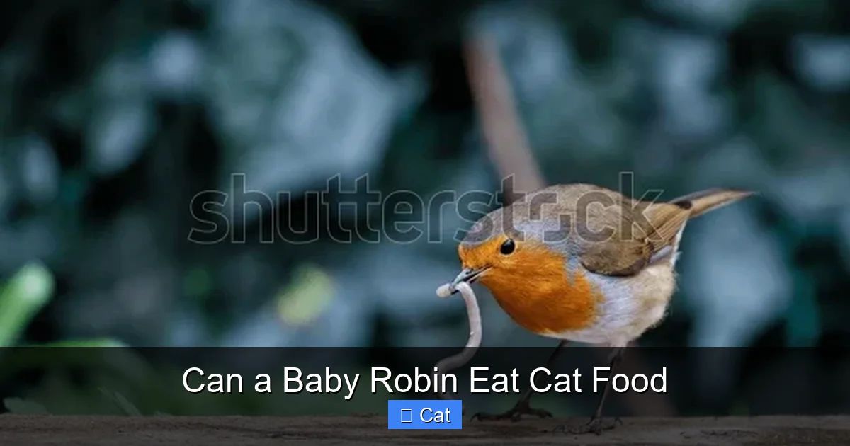 Can a Baby Robin Eat Cat Food