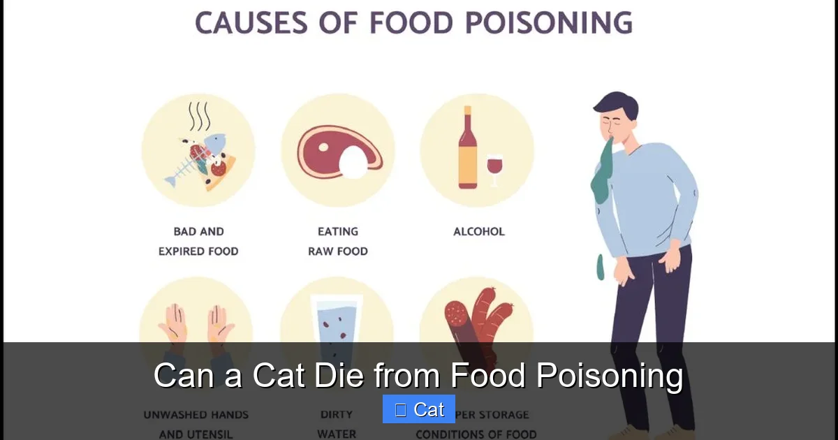Can a Cat Die from Food Poisoning