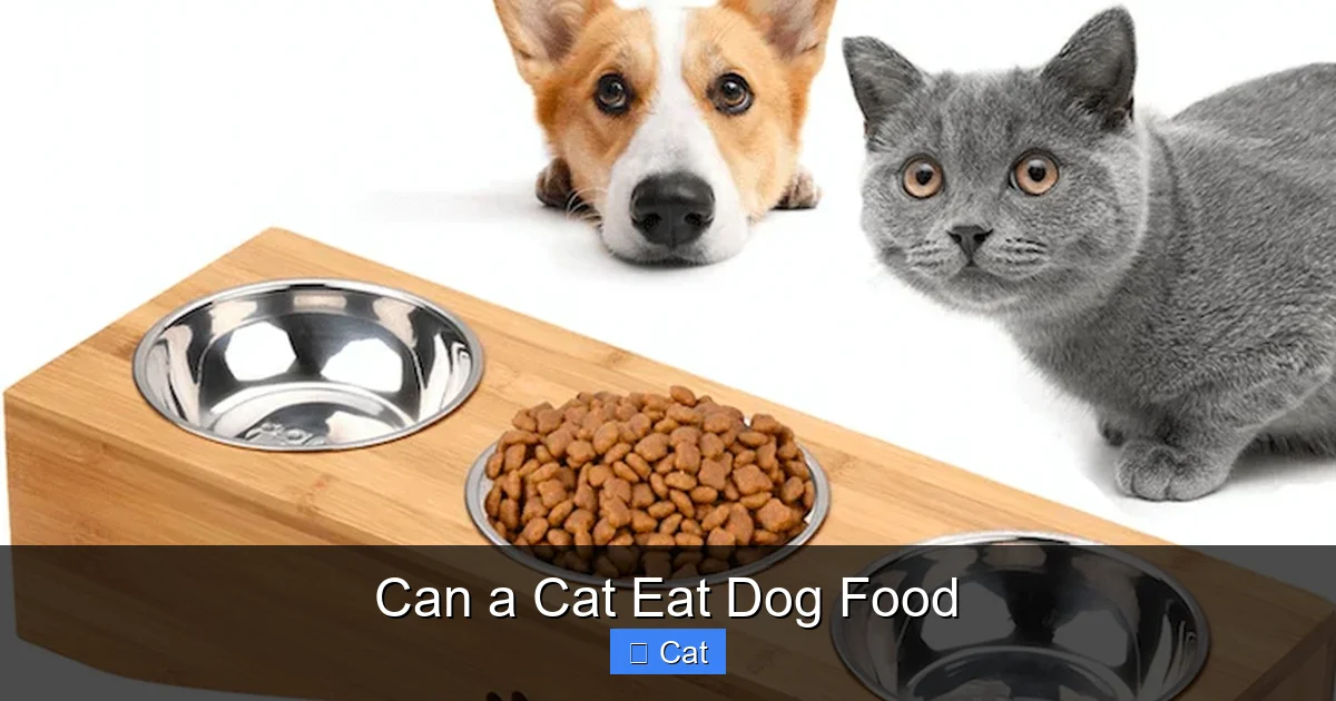 Can a Cat Eat Dog Food