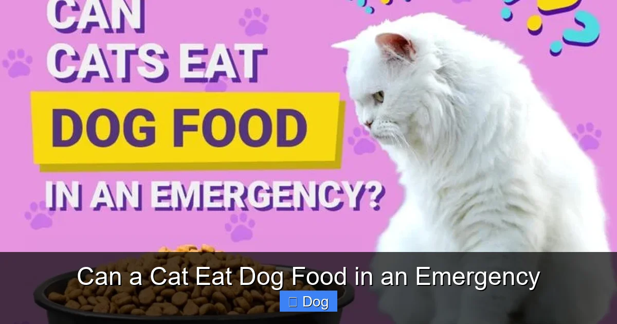 Can a Cat Eat Dog Food in an Emergency