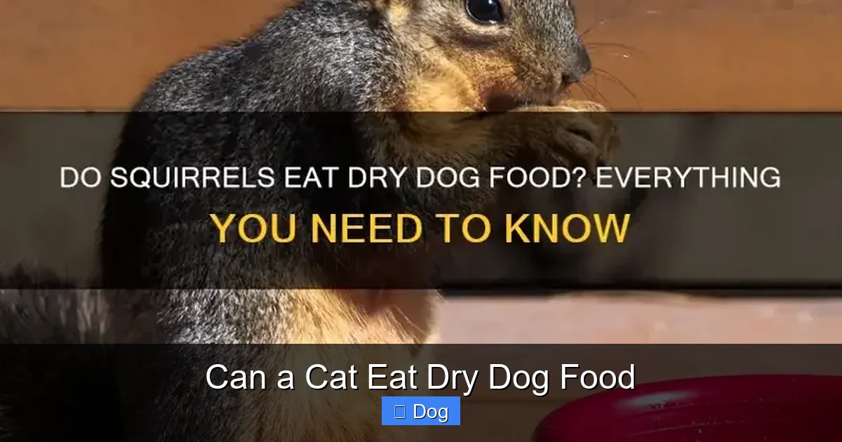 Can a Cat Eat Dry Dog Food
