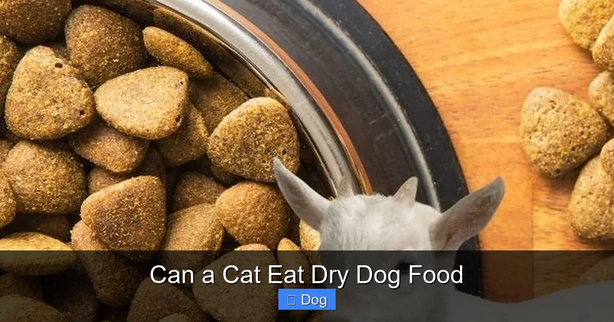 Can a Cat Eat Dry Dog Food