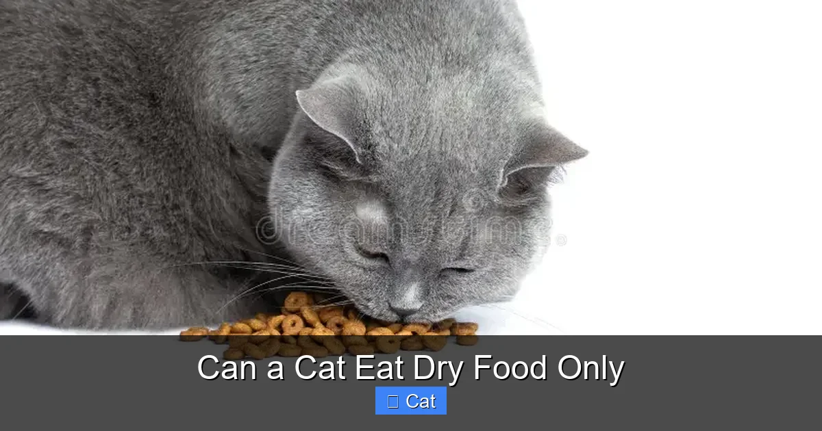 Can a Cat Eat Dry Food Only