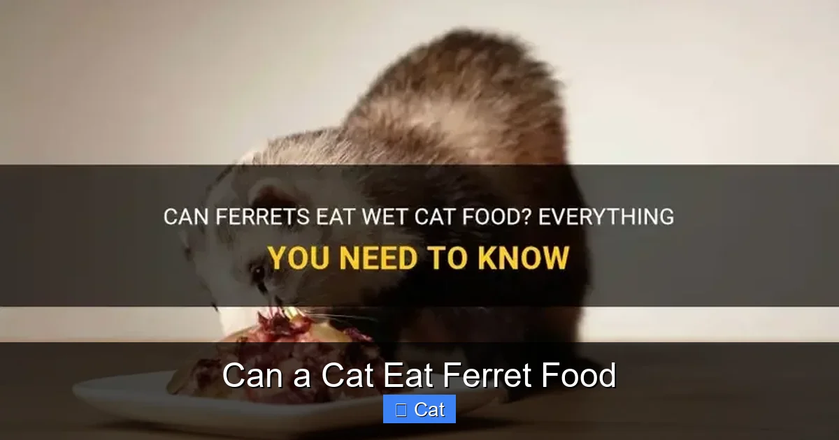 Can a Cat Eat Ferret Food