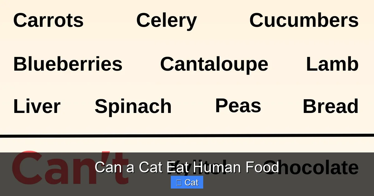 Can a Cat Eat Human Food