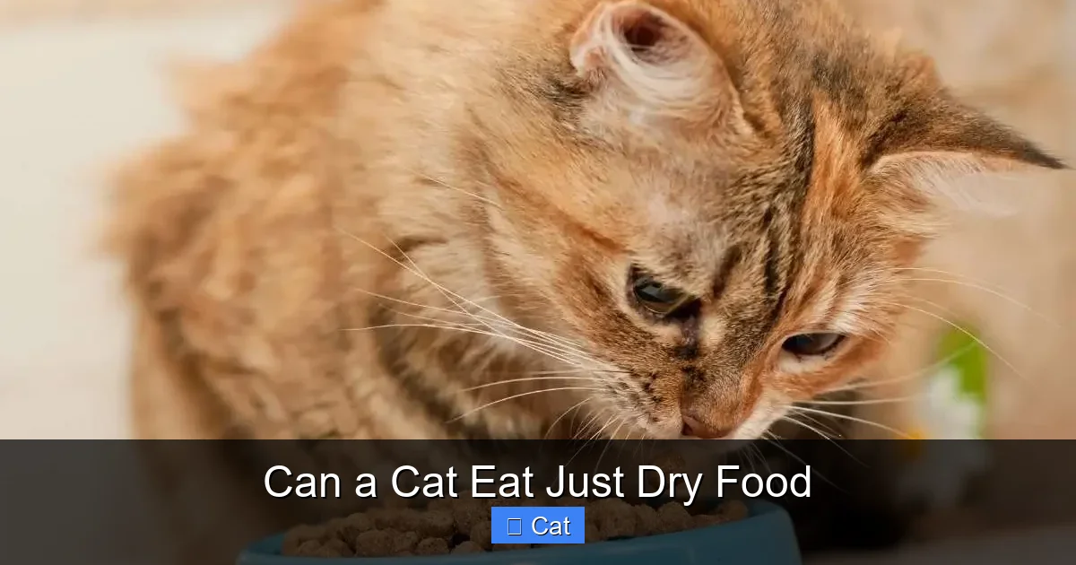 Can a Cat Eat Just Dry Food
