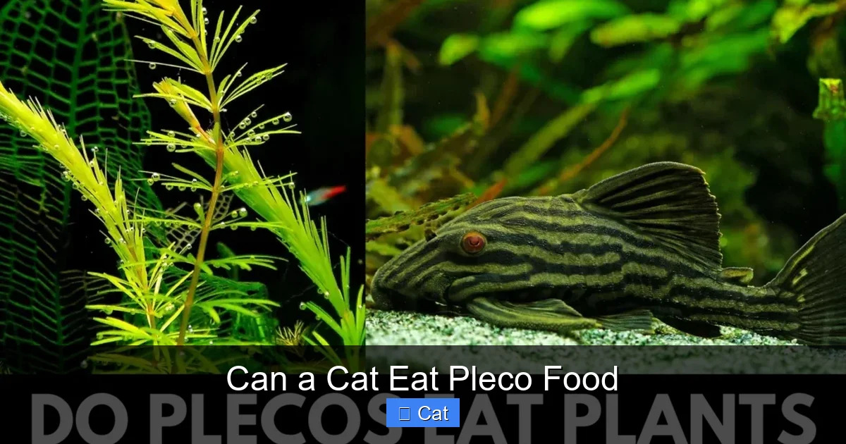 Can a Cat Eat Pleco Food