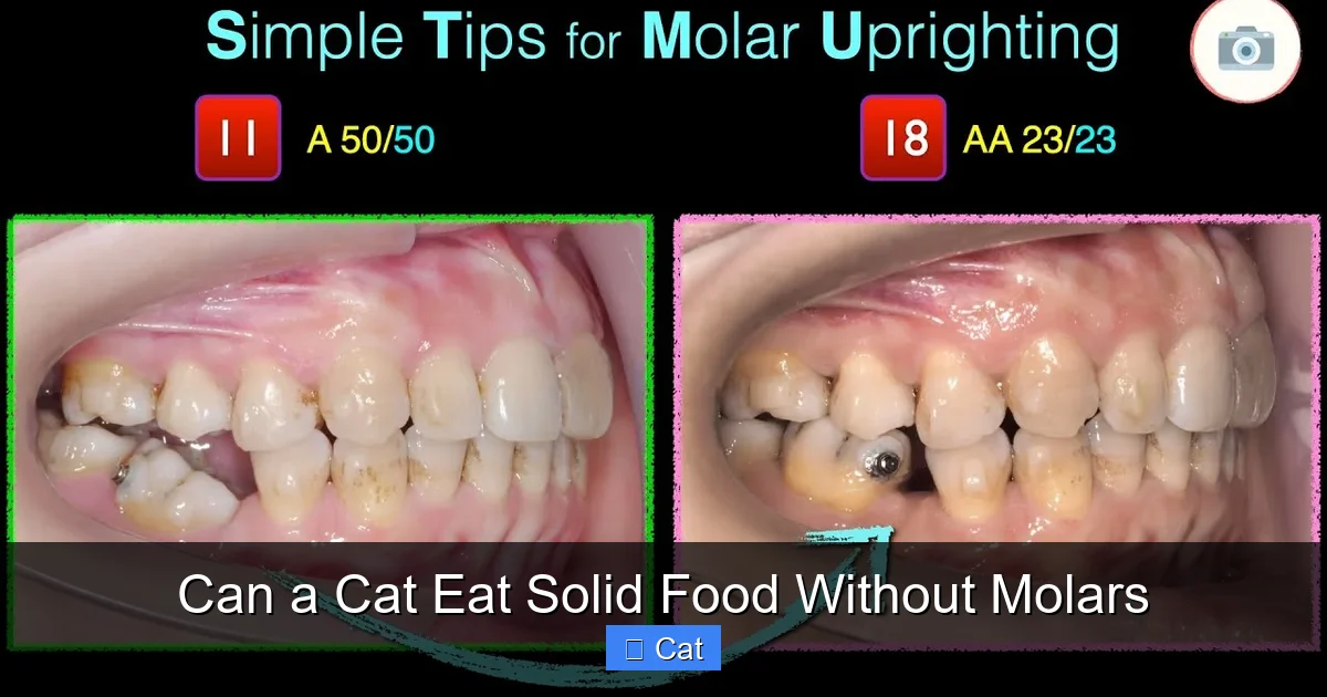 Can a Cat Eat Solid Food Without Molars