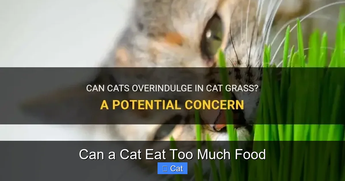 Can a Cat Eat Too Much Food