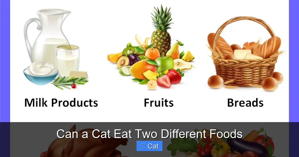 Can a Cat Eat Two Different Foods