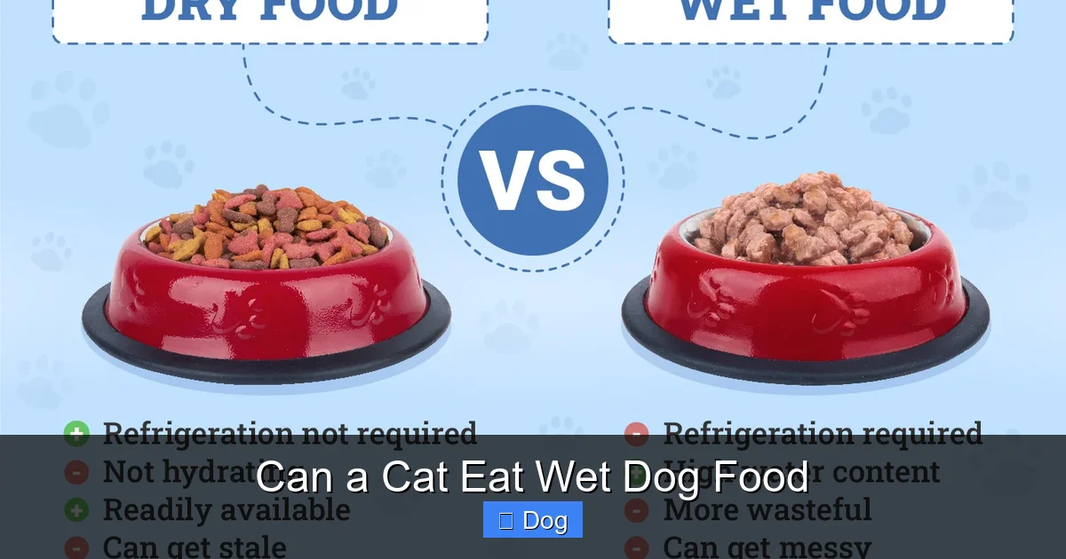 Can a Cat Eat Wet Dog Food