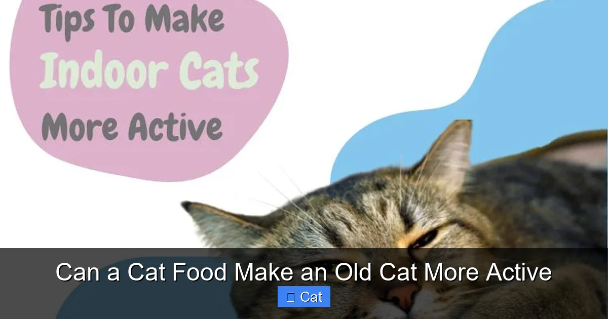 Can a Cat Food Make an Old Cat More Active