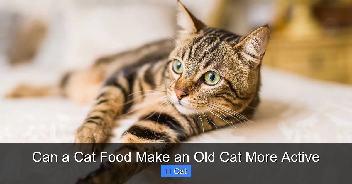 Can a Cat Food Make an Old Cat More Active