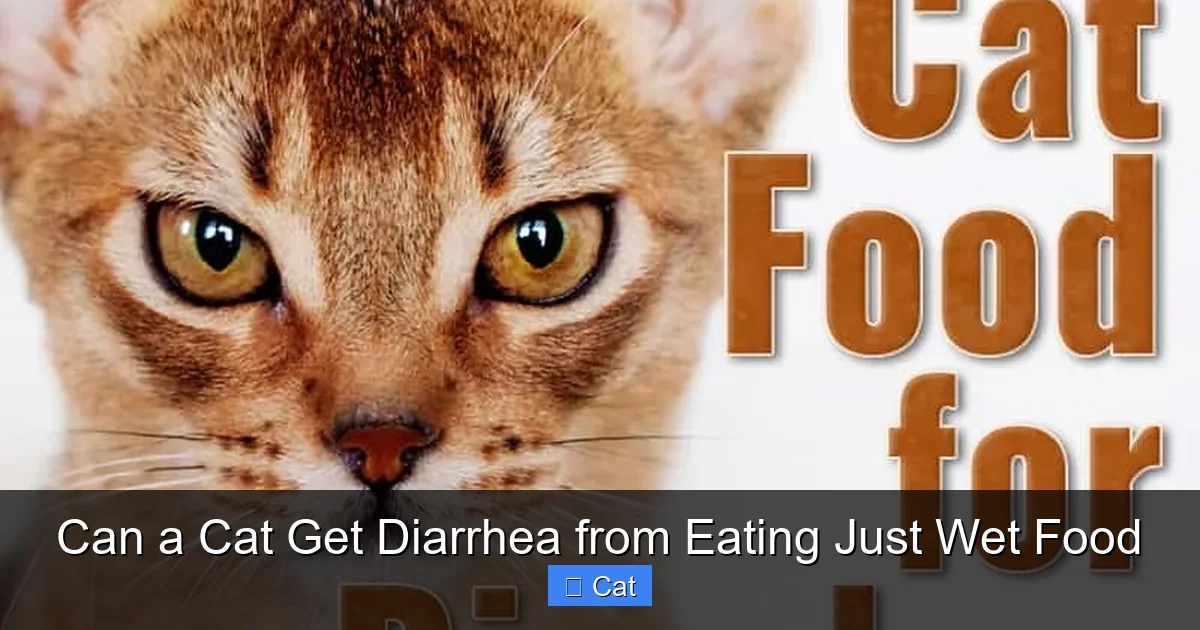 Can a Cat Get Diarrhea from Eating Just Wet Food