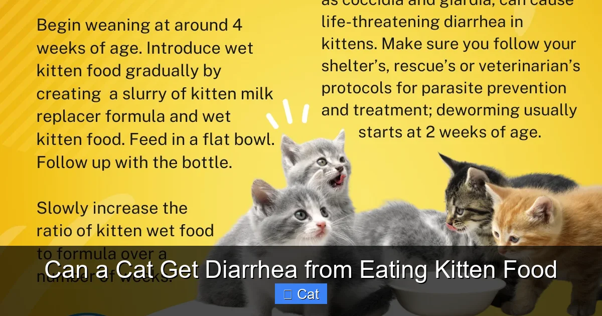 Can a Cat Get Diarrhea from Eating Kitten Food