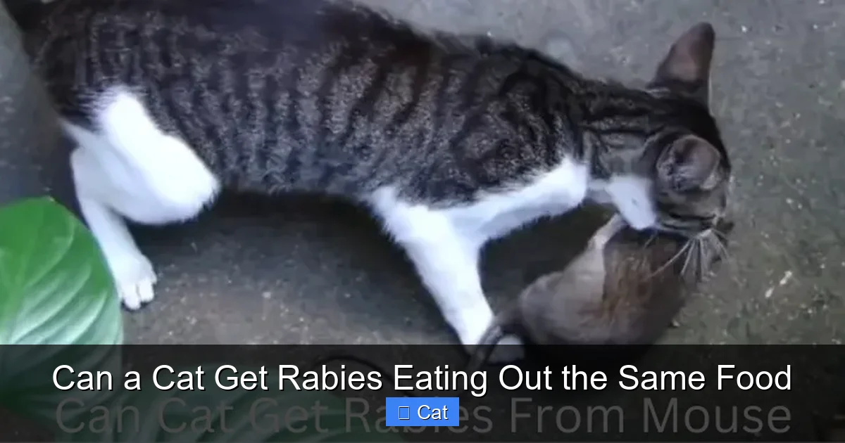 Can a Cat Get Rabies Eating Out the Same Food