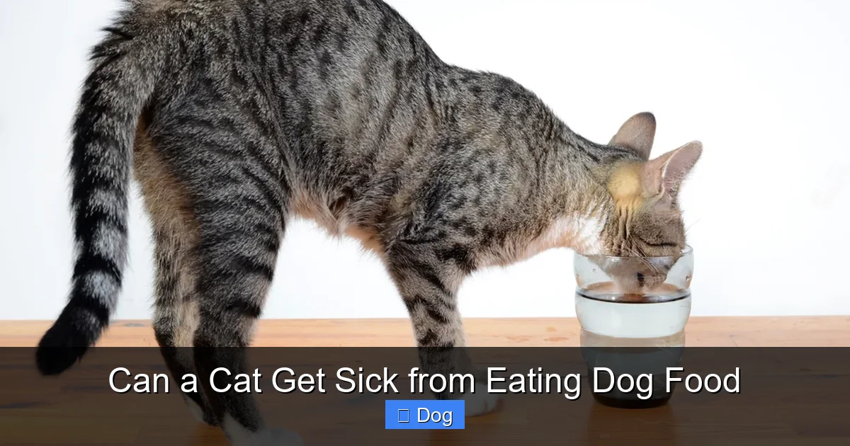 Can a Cat Get Sick from Eating Dog Food