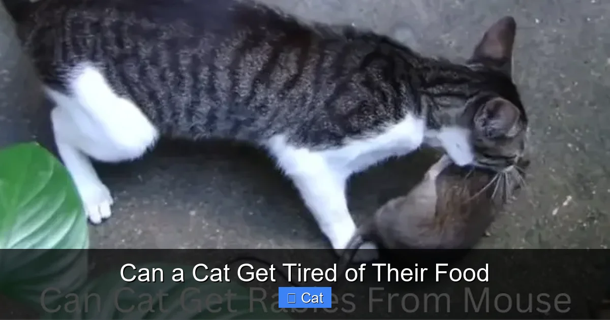 Can a Cat Get Tired of Their Food