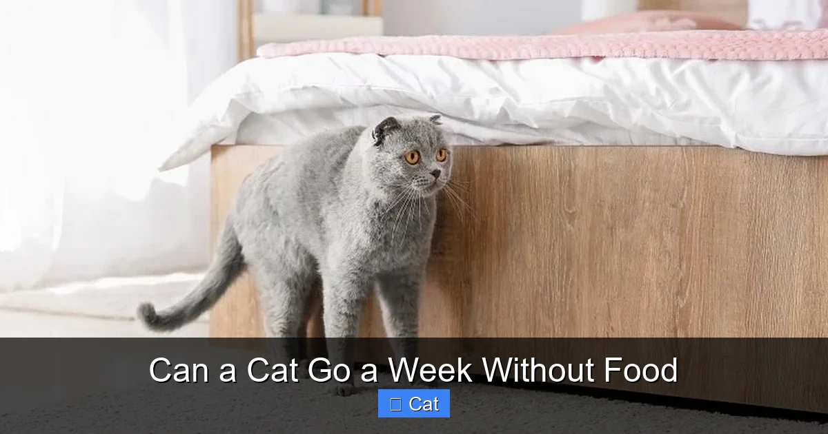 Can a Cat Go a Week Without Food