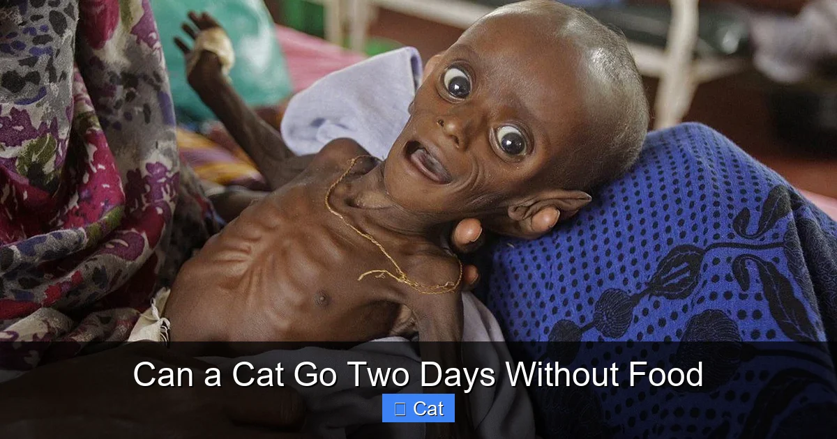 Can a Cat Go Two Days Without Food