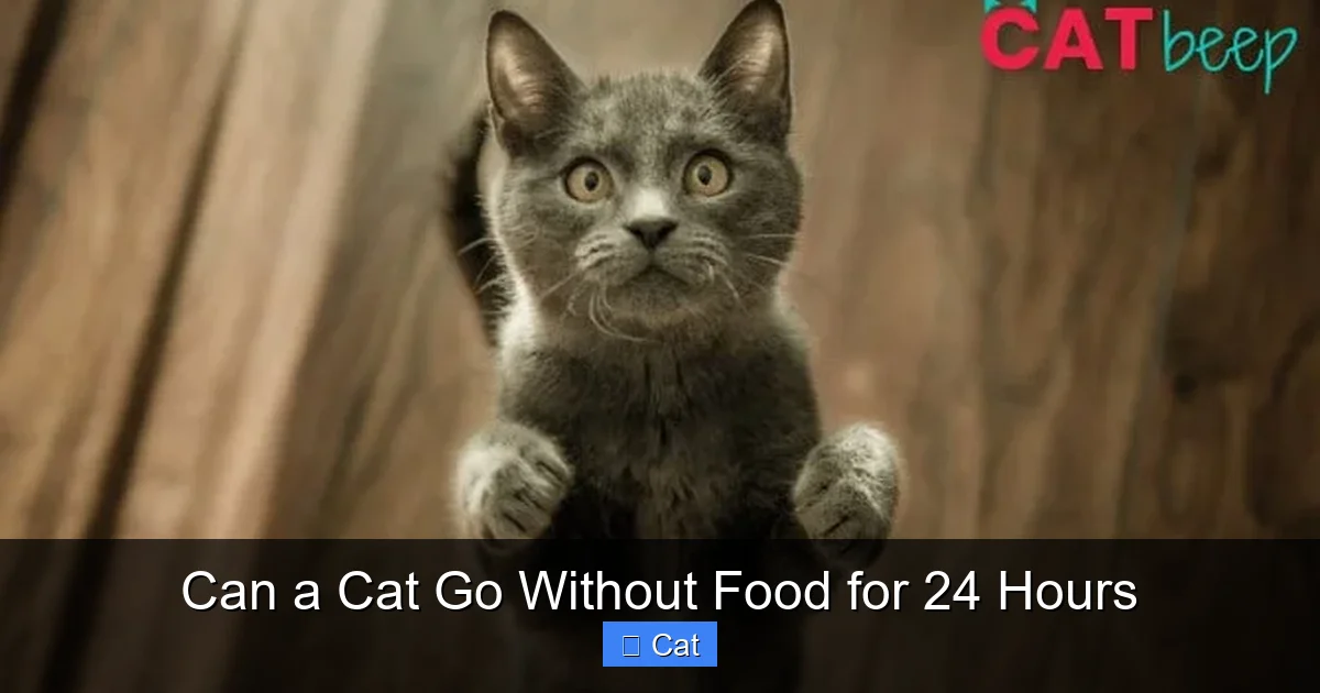 Can a Cat Go Without Food for 24 Hours
