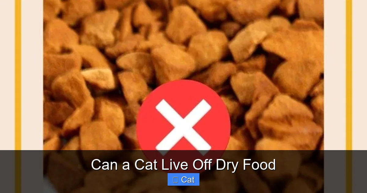 Can a Cat Live Off Dry Food