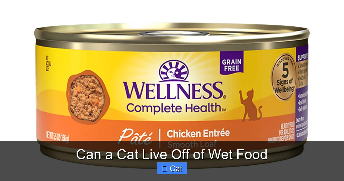 Can a Cat Live Off of Wet Food