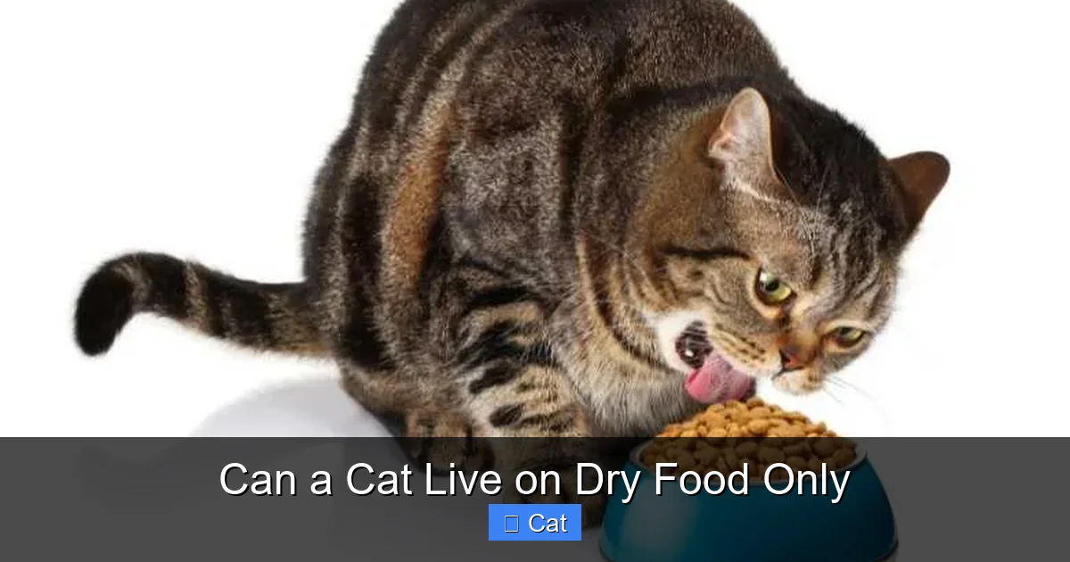 Can a Cat Live on Dry Food Only